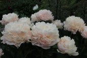 Summer  Glow1